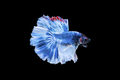 Blue siamese fighting fish or betta on black background. - PhotoDune Item for Sale