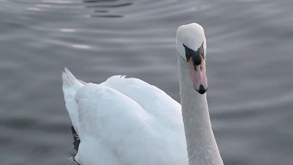 Swan floating on water