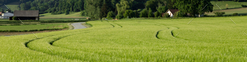 4x1 banner for social networks, websites. Green rye field, forest, rural road, farmhouses, buildings