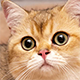 Cat Meow 4