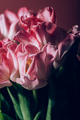 Bunch of Parrot Style Tulips - PhotoDune Item for Sale