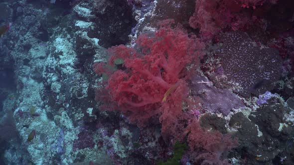 Drifting over tropical  coral reef with pink soft corals and reef fishes