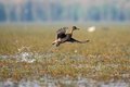 Gadwall duck bird flying out of water from the swamps - PhotoDune Item for Sale