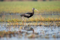 Glossy Ibis bird in its habitat searching for food - PhotoDune Item for Sale