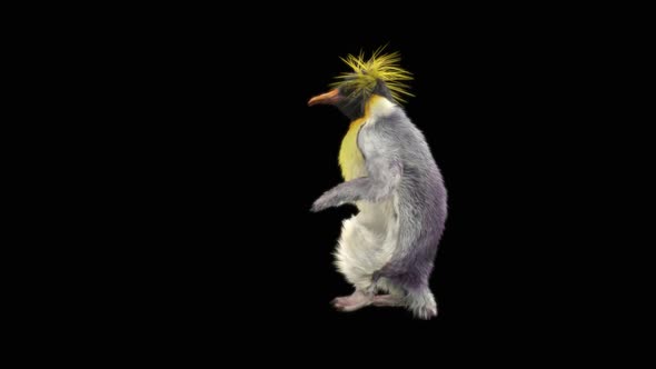 66 Penguin Dancing HD