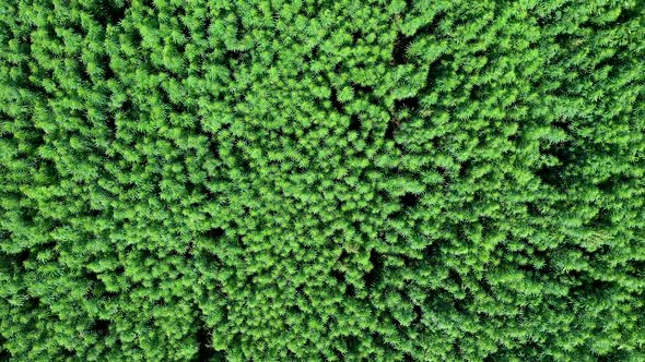 Aerial  Vast Waving Cannabis Weed Field