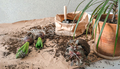 Home gardening,female florist working land plants,transplanting flowers pot,Hobby concept home garde - PhotoDune Item for Sale