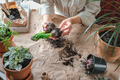 Home gardening,female florist working land plants,transplanting flowers pot,Hobby concept home garde - PhotoDune Item for Sale