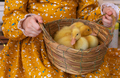 Little ducklings in a basket - PhotoDune Item for Sale