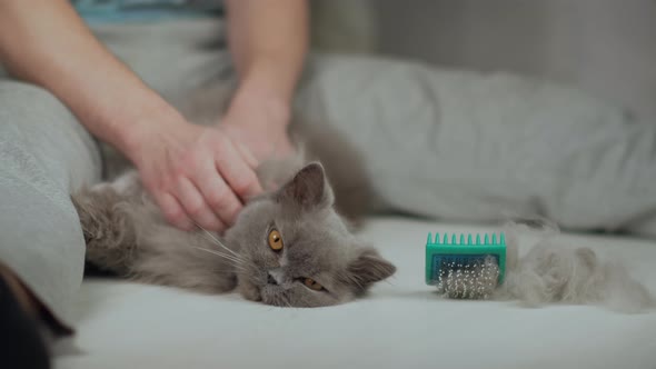 Man Takes Care of the Coat of a Longhaired British Cat Strokes After Combing