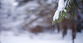 Nature Winter background with snowy pine tree branches - PhotoDune Item for Sale