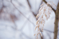 Snowy forest on a gloomy day tree covered with snow. - PhotoDune Item for Sale