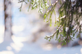 Nature Winter background with snowy pine tree branches, shallow DOF - PhotoDune Item for Sale