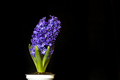 hyacinth violet flowers, isolated on a black background - PhotoDune Item for Sale