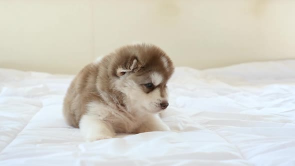 Cute Siberian Husky Puppy Lying On White Bed