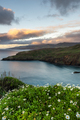 Ponta de Sao Lourenco, Madeira , Portugal. Sunrise over green cliffs and spring flowers  - PhotoDune Item for Sale