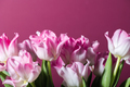 Bunch of Parrot Style Tulips - PhotoDune Item for Sale