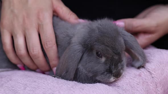 Close up woman caressing her rabbit. Young woman stroking gray domestic rabbit at farm. Cute young b