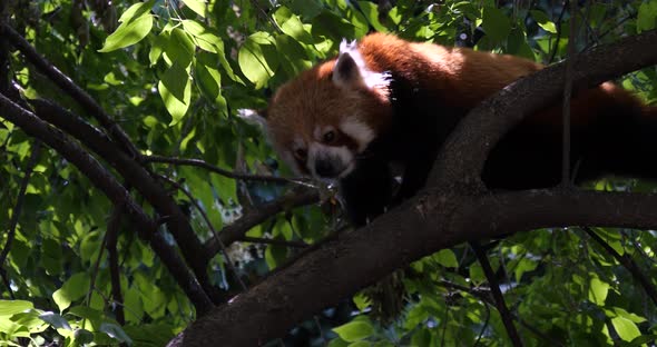 Red Panda walking on a tree branch