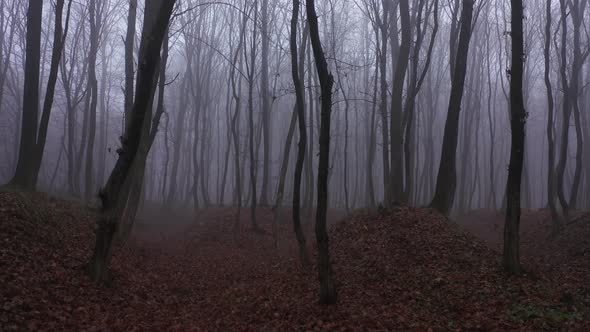 Dark Mysterious Forest. Smoke Wild Fog TreeAaerial View