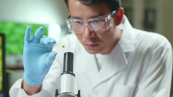 Scientist Man Looking At Test Sample Of Leaf Analyzing For Biological Experiment With Organic Plants