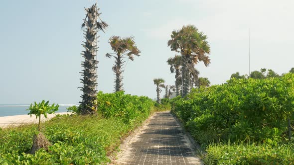 View on Pedestrian Road with Not Wellgroomed Palm