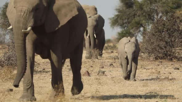 Wide shot of a cute African elephant calf walking with the herd towards the camera, Mashatu Botswana