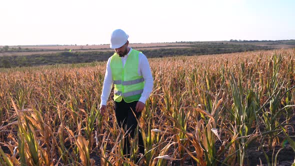 Farmer Harvesting Corn Drought