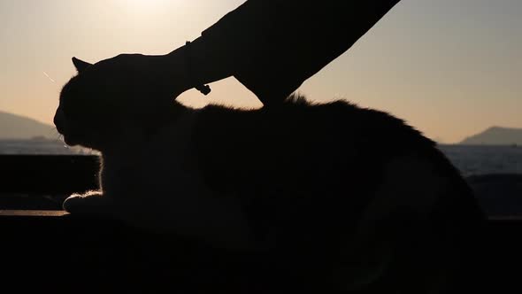 Silhouette of Cat and Human Hand Carresing Her During Sunset Sunlight, Close Up