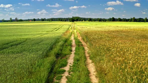 Countryroad between fields of grain in summer