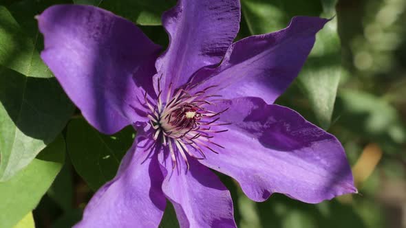 Clematis Jackmanii Superba spring flower slow motion  1080p FullHD footage - Purple plant stamen and