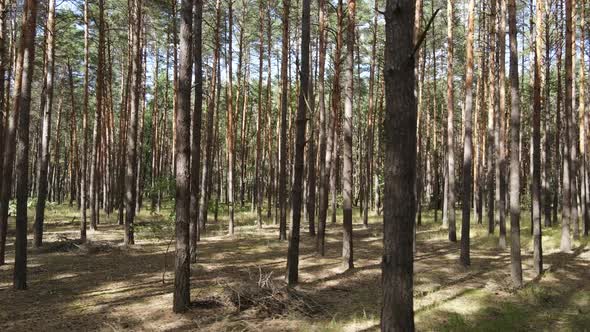 Natural Forest Landscape By Day