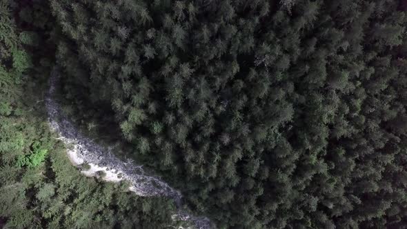 Aerial top view of the forest in Sugana Valley, Trentino, Italy with drone descending to the trees