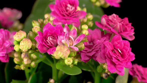 Time Lapse of Opening Pink Kalanchoe Flower