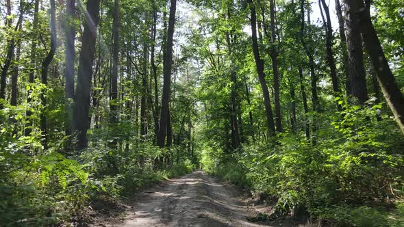 Green Forest with Trees By Day