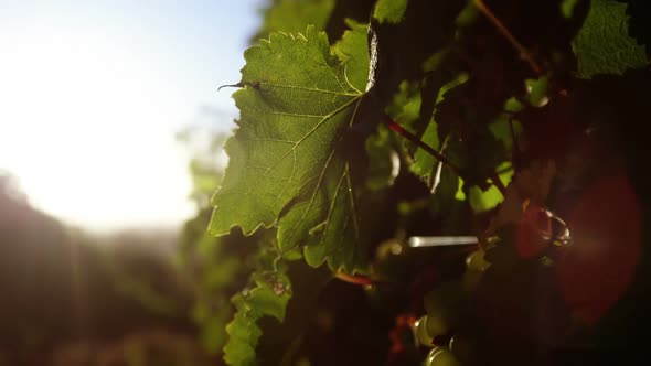 Close-up of ripe grapes in vineyard