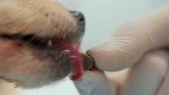 Veterinarian feeds a spitz puppy during an examination in a veterinary clinic.