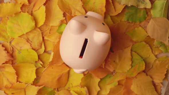 Pink piggy bank rotates standing on a background of autumn leaves, top view