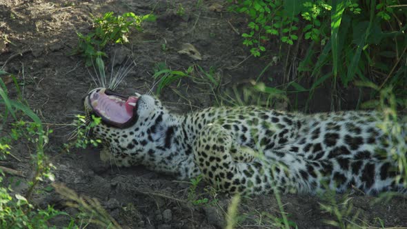 Leopard resting and yawning