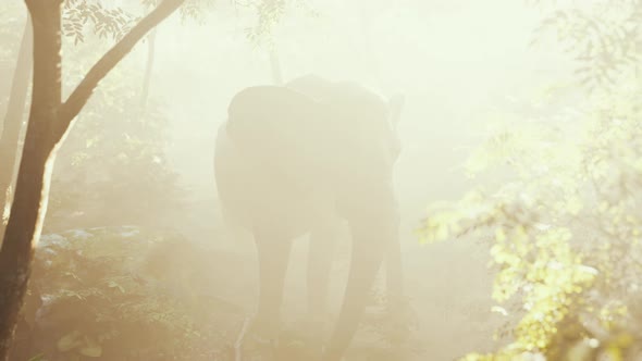 Elephant in Tropical Forest with Fog