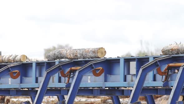Lumber Industry. Conveyors of Logs in Front of Cutting Machines. The Modern Cutting Line in Saw Mill
