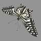 PBR Next generation butterfly swallow - 3DOcean Item for Sale