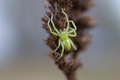 green spider - PhotoDune Item for Sale
