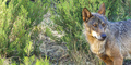Iberian Wolf, Zamora, Spain - PhotoDune Item for Sale