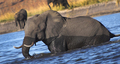Elephant, Chobe National Park, Botswana - PhotoDune Item for Sale