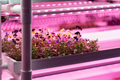 Seedlings of pansies growing in hothouse under purple LED light. Hydroponic indoor salad factory - PhotoDune Item for Sale