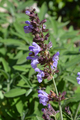 Salvia officinalis, alson known as common sage - PhotoDune Item for Sale