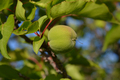 Unripe apricot, Prunus armeniaca, on tree - PhotoDune Item for Sale
