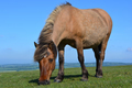 Pony in Dartmoor National Park, Devon - PhotoDune Item for Sale