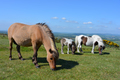 Herd of Dartmoor ponies in summer - PhotoDune Item for Sale